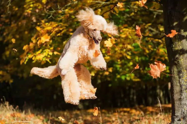 How High Can a Poodle Jump? Poodle Report