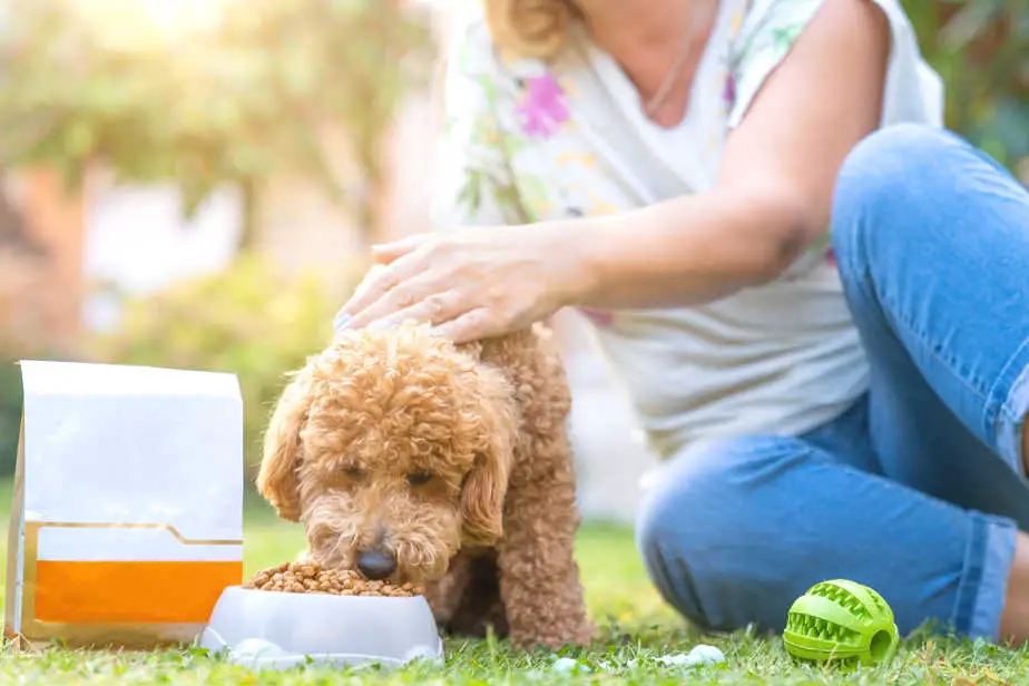 The 9 Most Dangerous Foods for Poodles What You Should Know Poodle