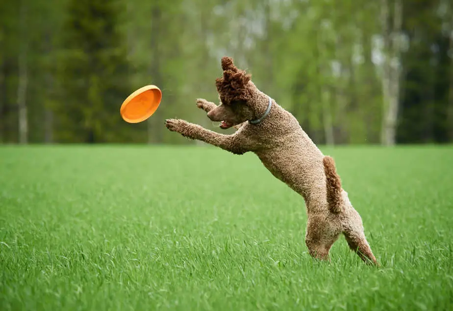 The Best Toys For Poodles A Helpful Guide With Pictures Poodle Report