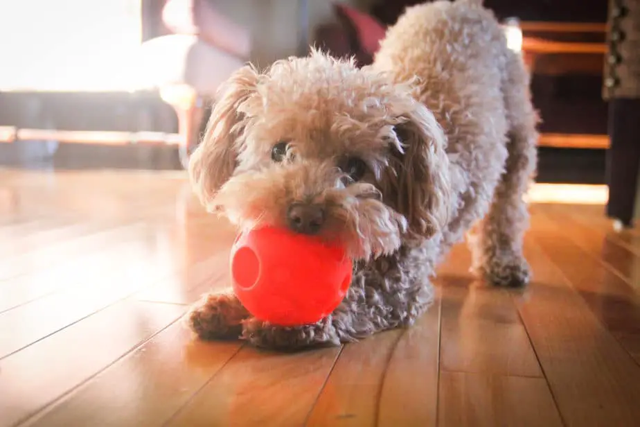 How to Crate Train Standard, Miniature, and Toy Poodles – Poodle Report - Soft Crate For Toy Poodle