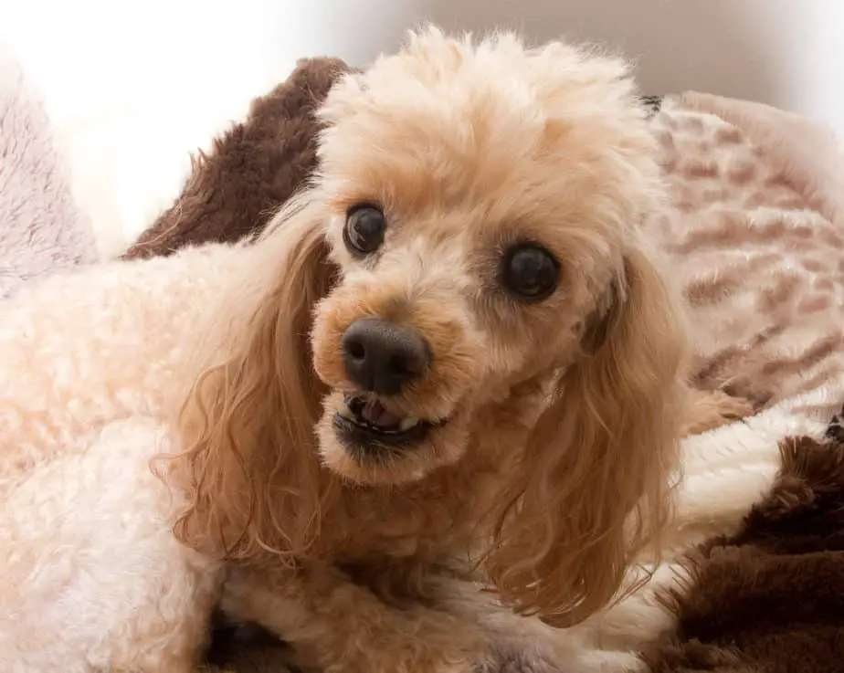 Spaying and Neutering Poodles A Helpful Guide With Videos Poodle Report