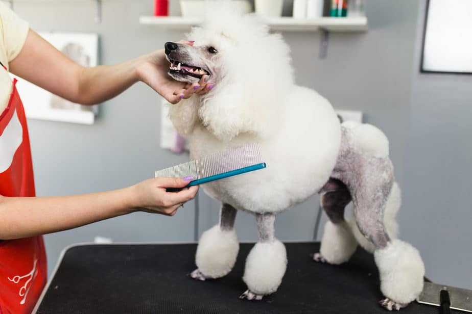 10 Easy Ways to Keep Your Poodle’s Hair From Matting Poodle Report