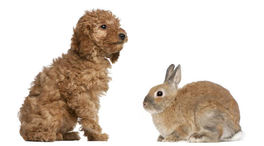 Do Poodles Get Along With Rabbits? – Poodle Report