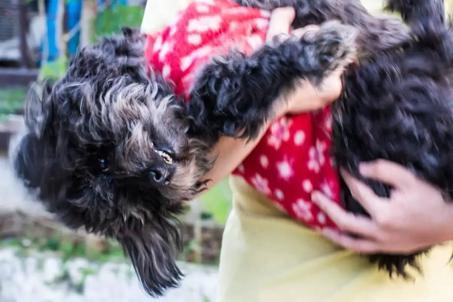 The 12 Calmest Poodle Mixes (With Pictures) Poodle Report