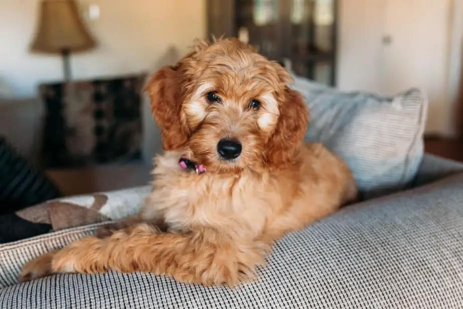 Why Poodles Chew Furniture and How to Prevent it Poodle Report