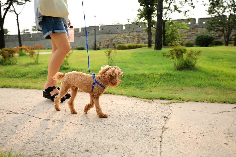 Why Poodles Chew Furniture and How to Prevent it Poodle Report