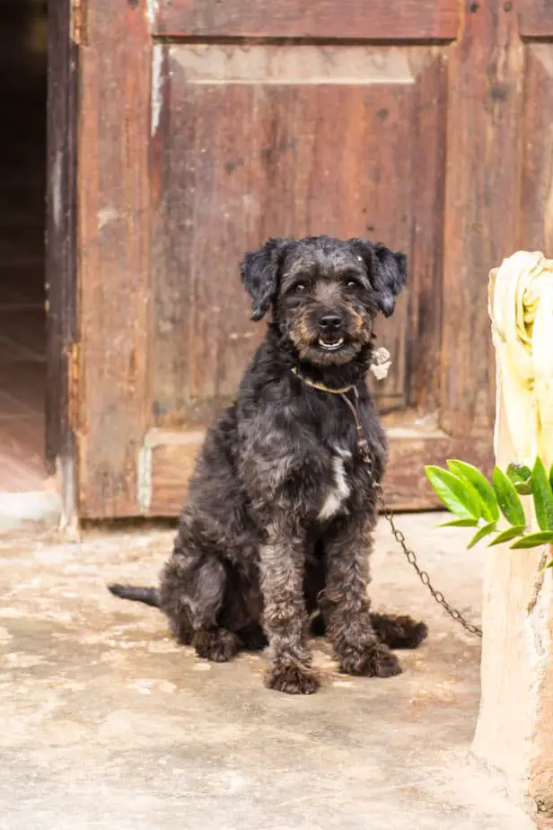 The 12 Calmest Poodle Mixes (With Pictures) Poodle Report