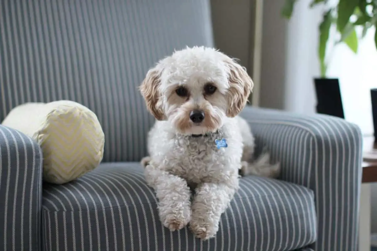 Can Poodles Live in Apartments and Condos? An Owner’s Guide Poodle Report