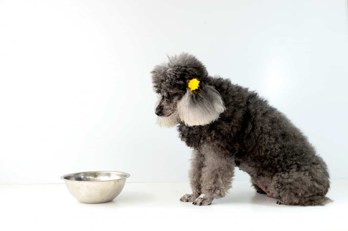 46 Human Foods Poodles Can and Cannot Eat A Helpful Guide Poodle Report