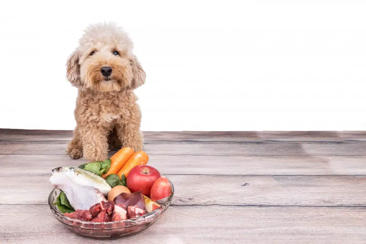 46 Human Foods Poodles Can and Cannot Eat A Helpful Guide Poodle Report
