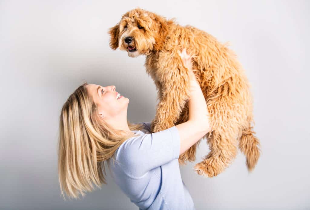 Separation Anxiety in Goldendoodles (And How to Stop It) Poodle Report